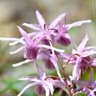 Horny Goat Weed
